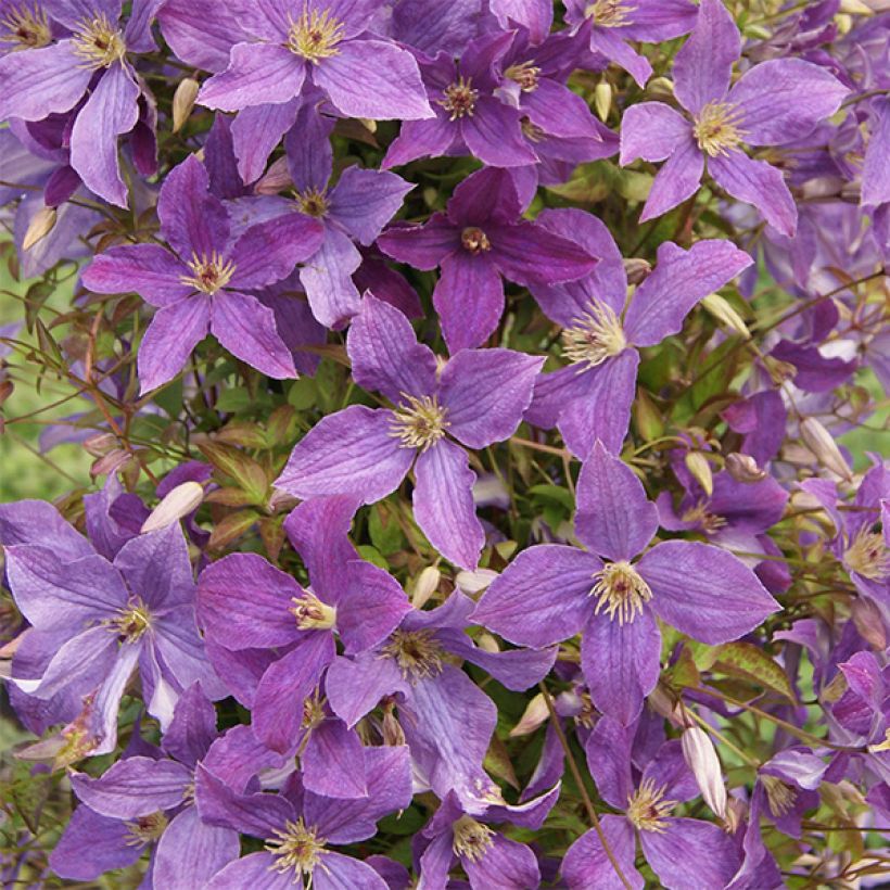 Clematis viticella Sunny Sky (Flowering)
