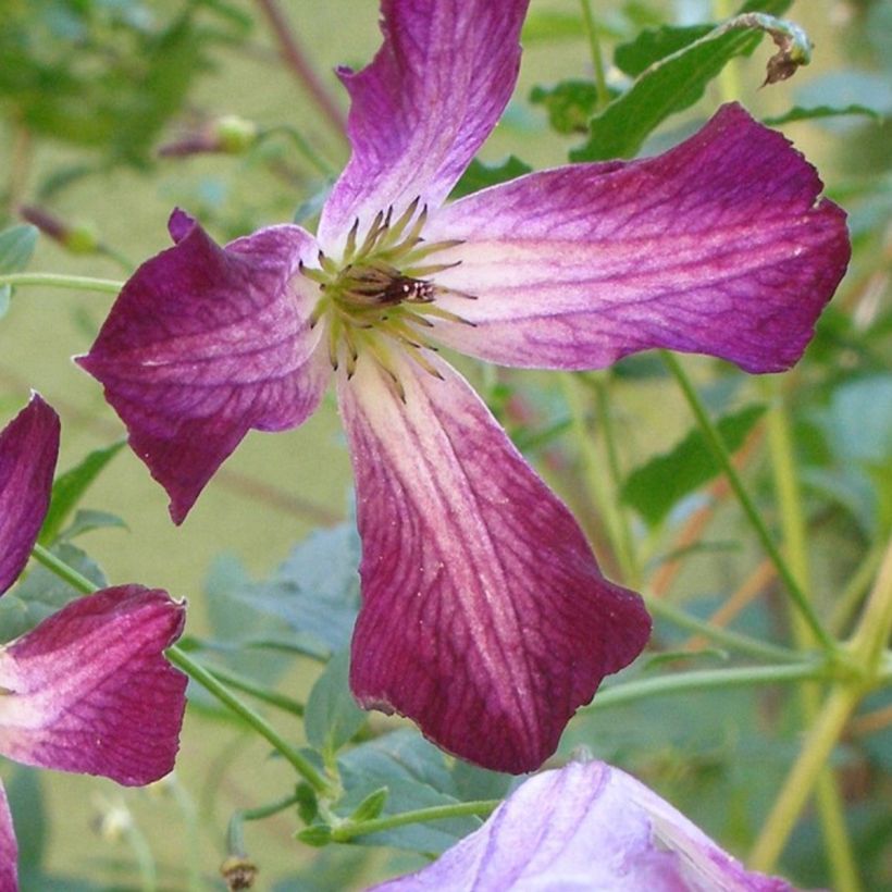 Clematis viticella Walenburg (Flowering)