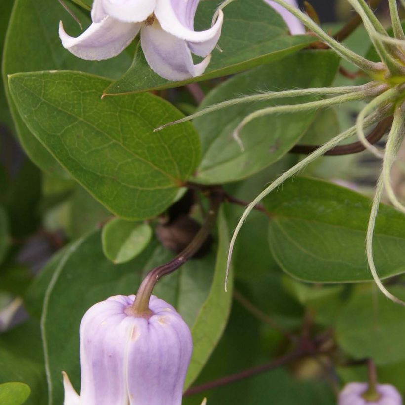 Clematis x viorna Annabella (Zo08169 PBRaf) (Foliage)