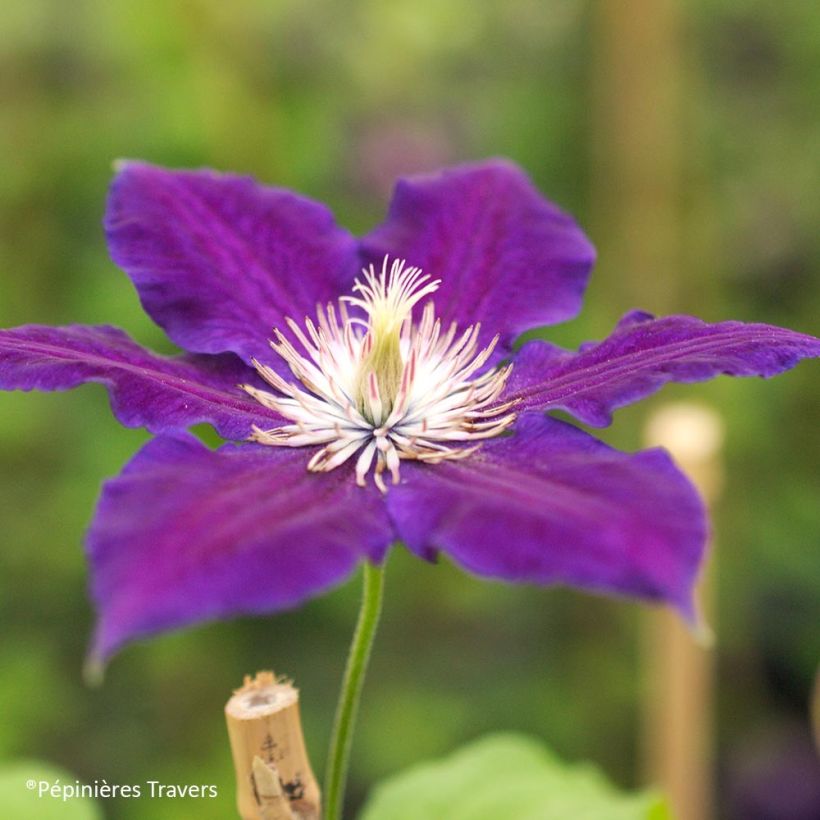 Clematis Black Tea (Flowering)