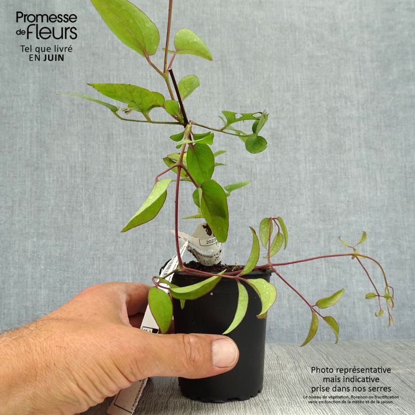 Clematis Blekitny Aniol 8/9 cm pot sample as delivered in summer