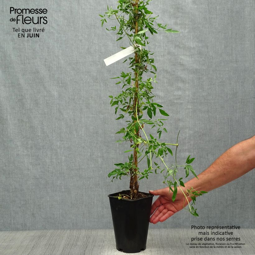 Clematis x napaulensis Christmas Surprise 2L/3L pot sample as delivered in summer