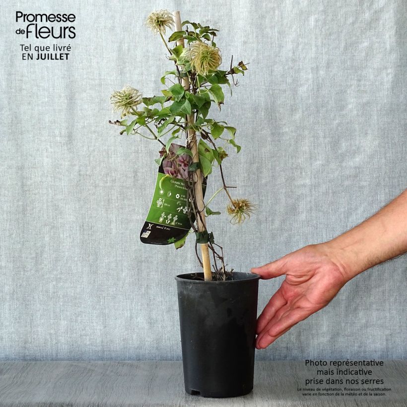 Clematis patens Andromeda 2L/3L pot sample as delivered in summer