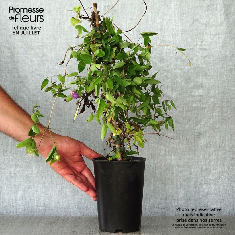 Clematis x viorna Annabella (Zo08169 PBRaf) 2L/3L pot sample as delivered in summer