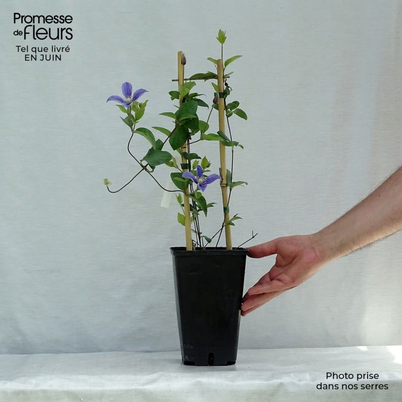Clematis diversifolia Arabella 1.5L/2L pot sample as delivered in summer