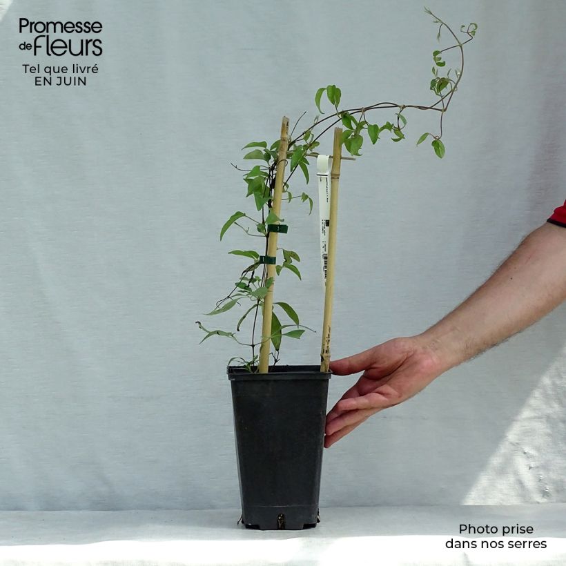 Clematis Asao 2L/3L pot sample as delivered in summer