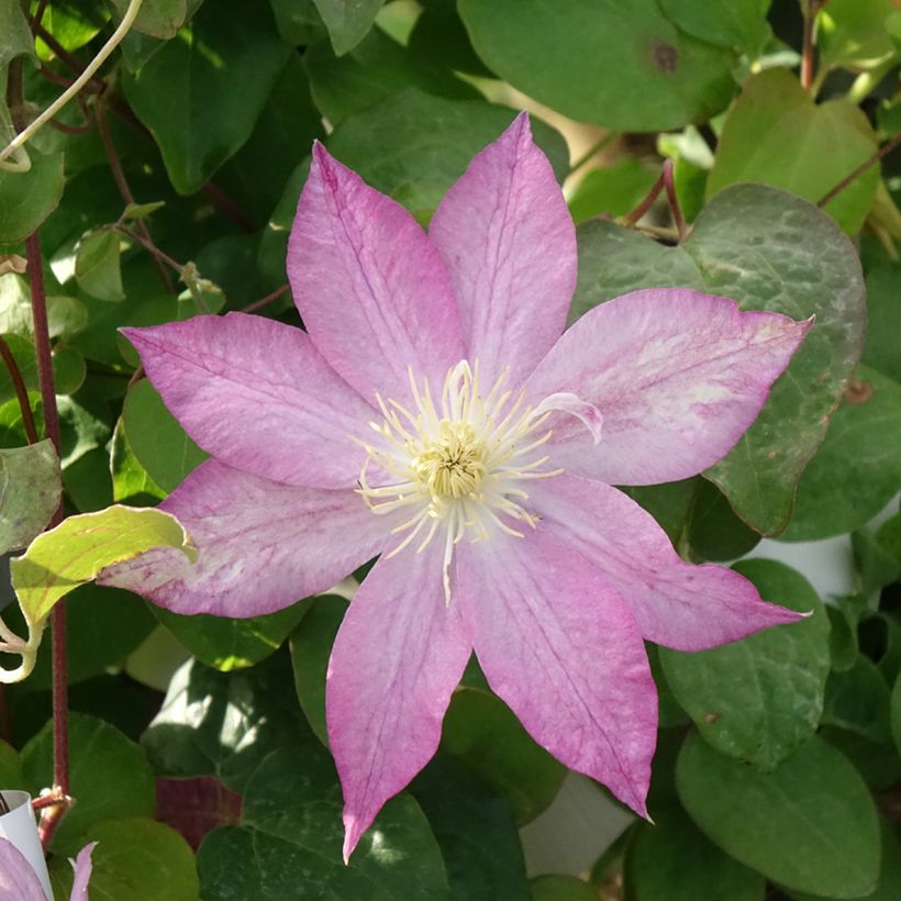 Clematis Asao (Flowering)