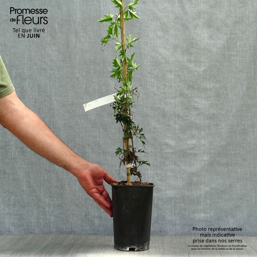 Clematis x indivisa Avalanche 2L/3L pot sample as delivered in summer