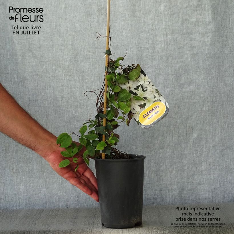 Clematis integrifolia Baby Star 'Zobast' 2L/3L pot sample as delivered in summer