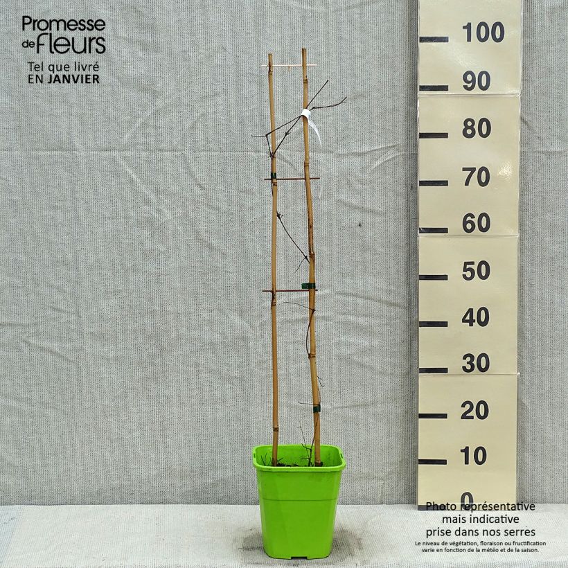 Clematis  Barbara Harrington® 3L/4L pot sample as delivered in winter