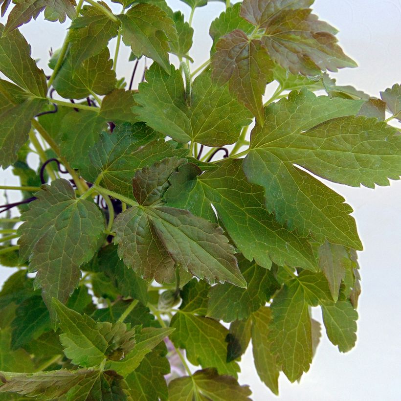 Clematis atragene Blue Eclipse (Foliage)