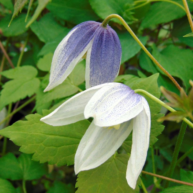 Clematis atragene Blue Eclipse (Flowering)