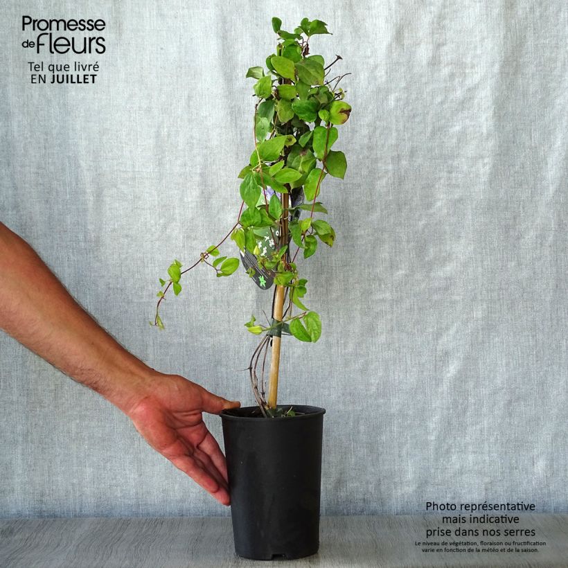 Clematis patens Blue Light - Early Large-flowered Clematis 1.5L/2L pot sample as delivered in summer