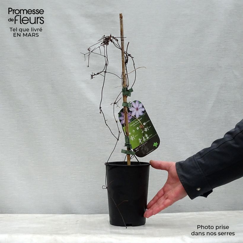 Clematis patens Blue Ravine 2L/3L pot sample as delivered in spring