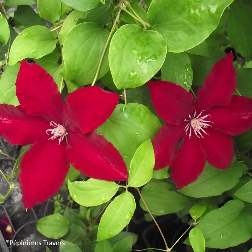 Clematis  Bourbon™ 'evipo018' (Foliage)