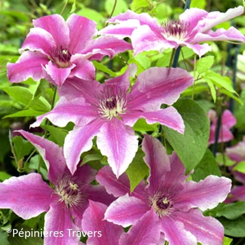 Clematis  Carnaby (Flowering)