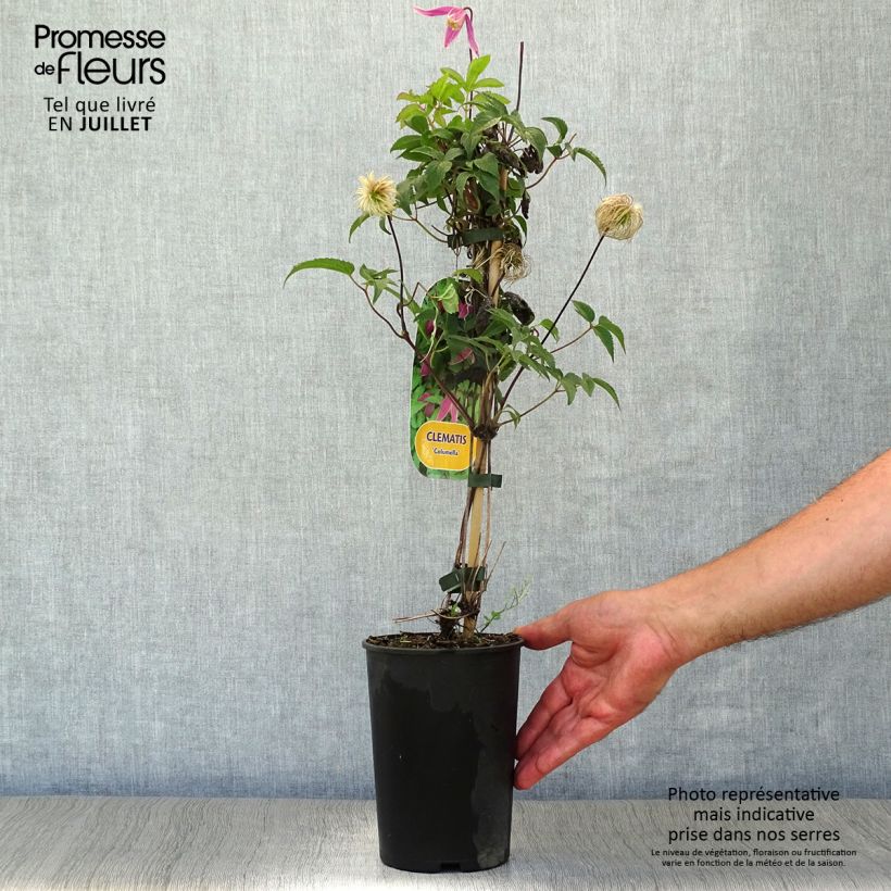 Clematis atragene Columella 2L/3L pot sample as delivered in summer