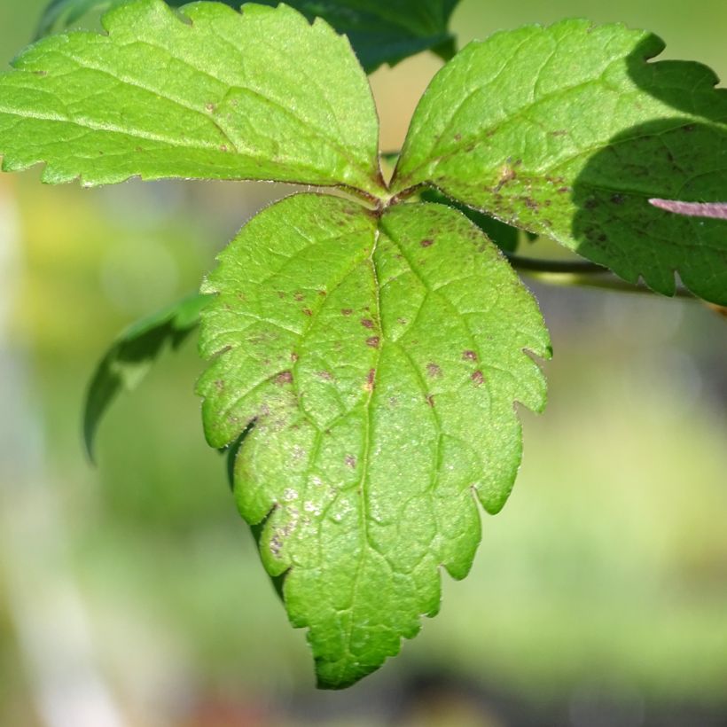 Clematis atragene Columella (Foliage)