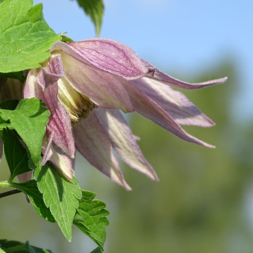 Clematis atragene Columella (Flowering)