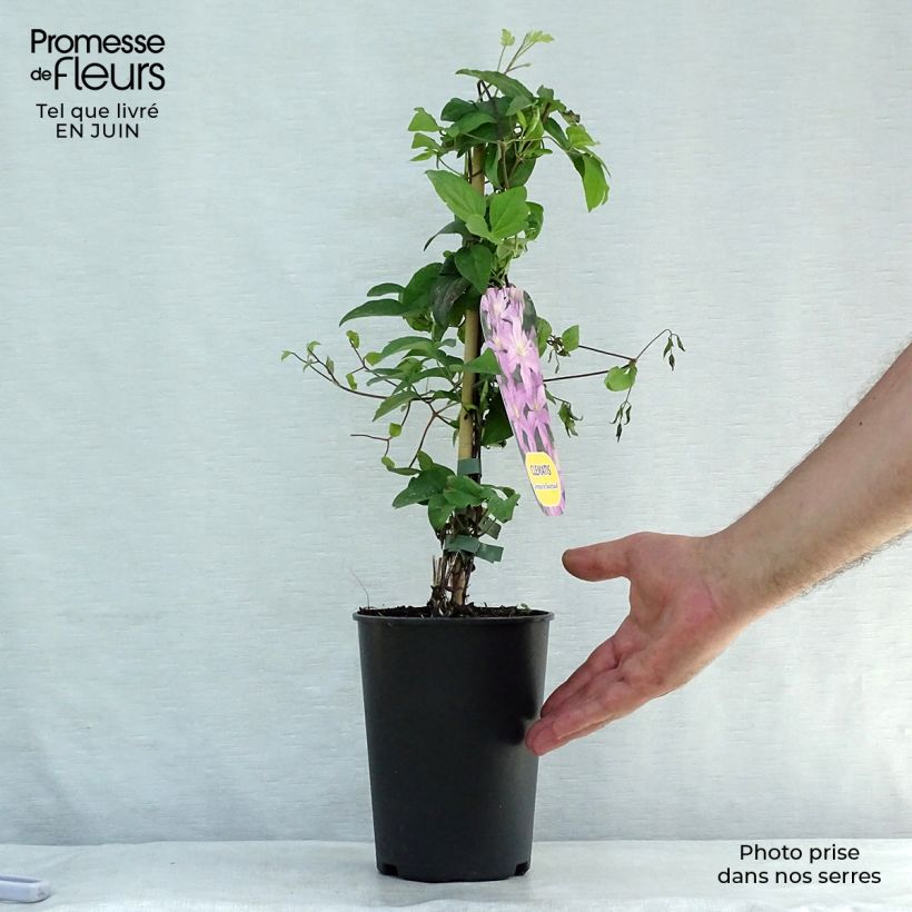 Clematis patens Comtesse de Bouchaud 2L/3L pot sample as delivered in summer