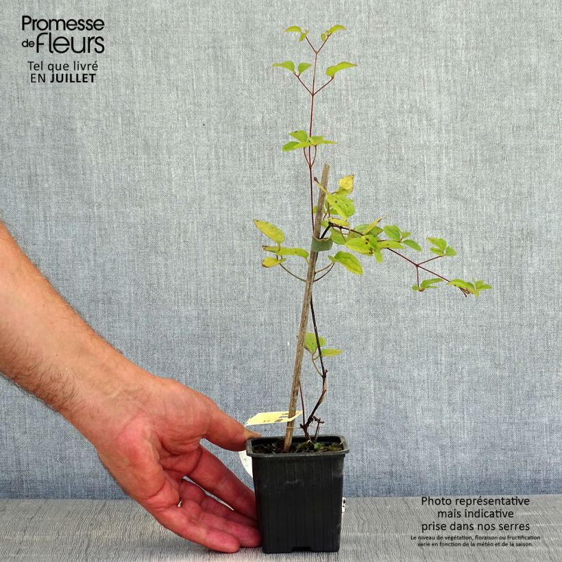 Clematis patens Comtesse de Bouchaud 8/9 cm pot sample as delivered in summer