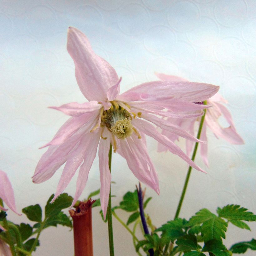 Clematis atragene Country Rose (Flowering)