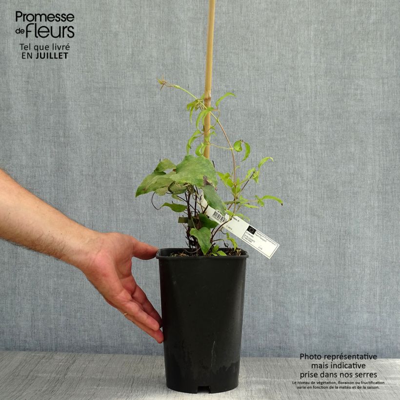Clematis patens Crystal Fountain 2L/3L pot sample as delivered in summer