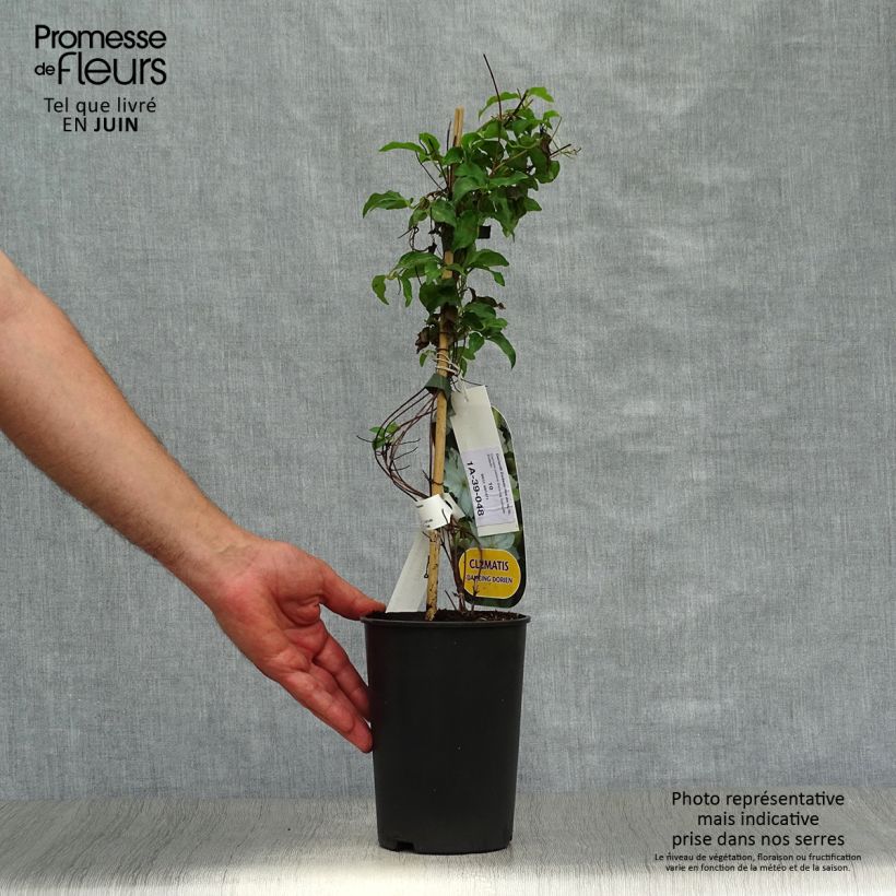 Clematis patens Dancing Dorien  2L/3L pot sample as delivered in summer