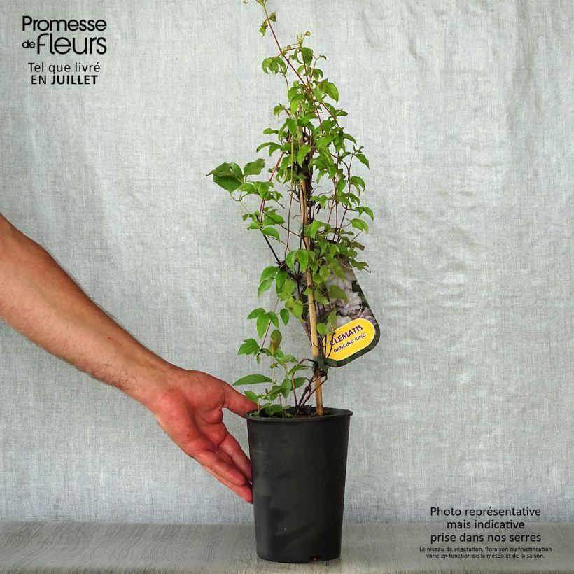 Clematis patens Dancing King 2L/3L pot sample as delivered in summer