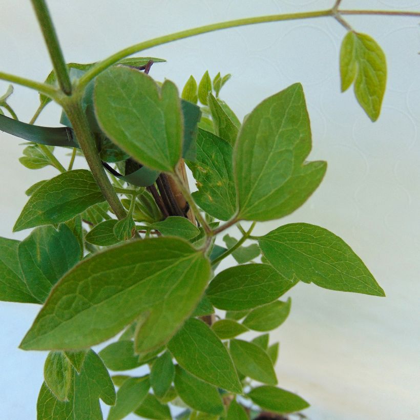 Clematis patens Dancing Queen (Foliage)