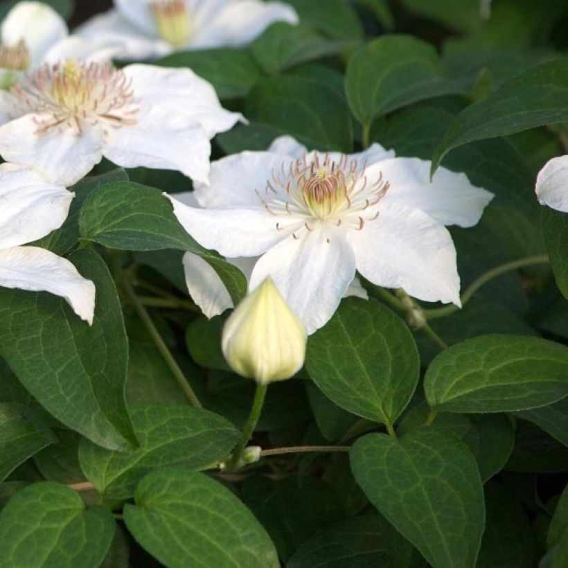 Clematis  Destiny (Foliage)