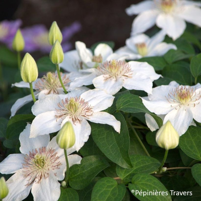 Clematis  Destiny (Flowering)