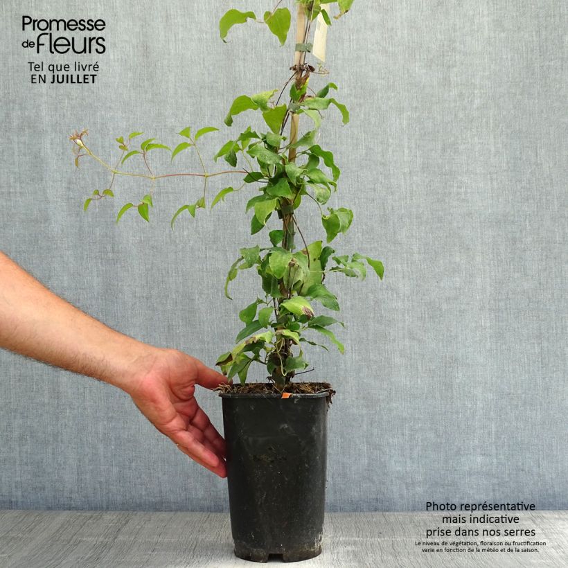 Clematis patens Diamantina 2L/3L pot sample as delivered in summer
