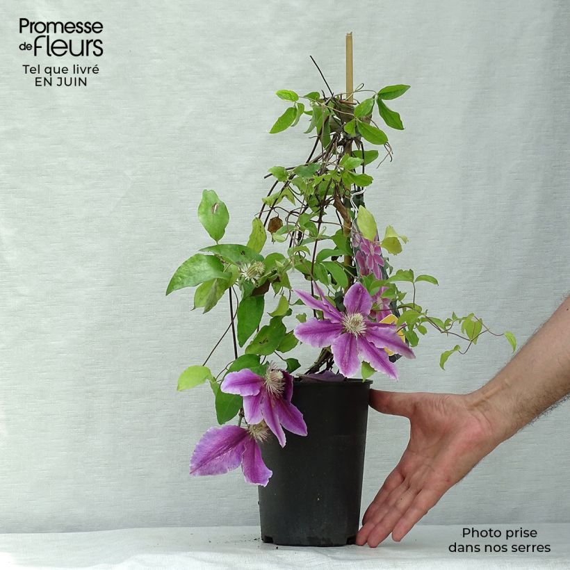 Clematis patens Doctor Ruppel 2L/3L pot sample as delivered in summer