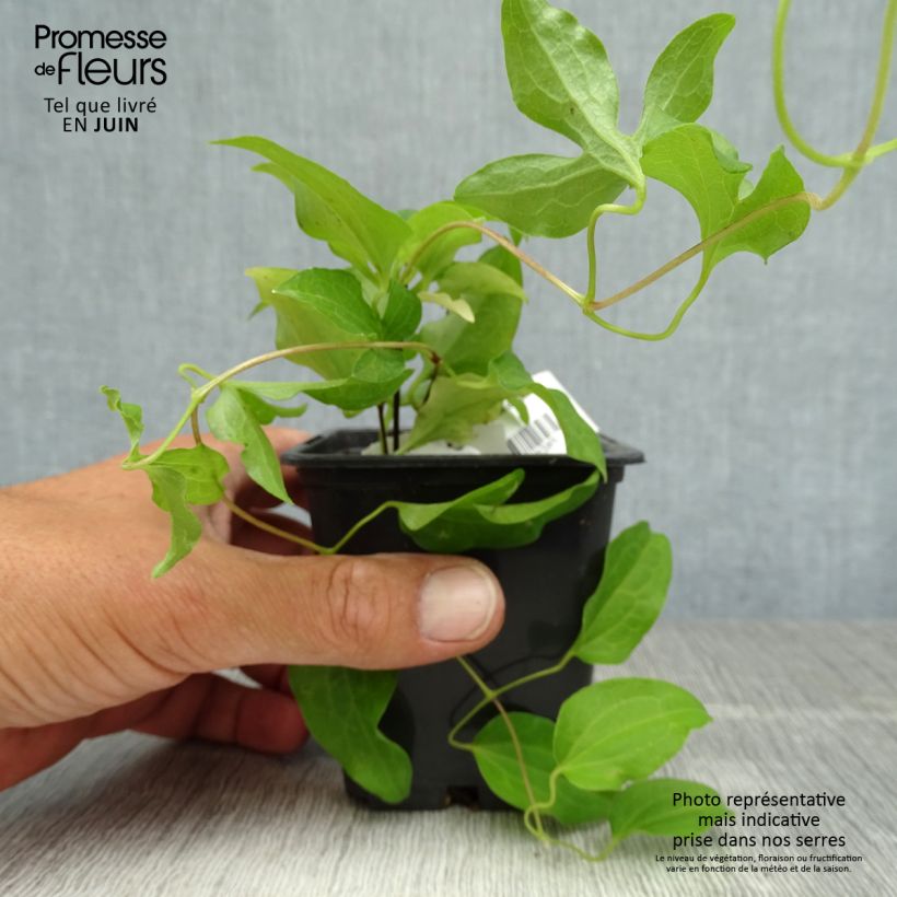 Clematis patens Doctor Ruppel 8/9 cm pot sample as delivered in summer