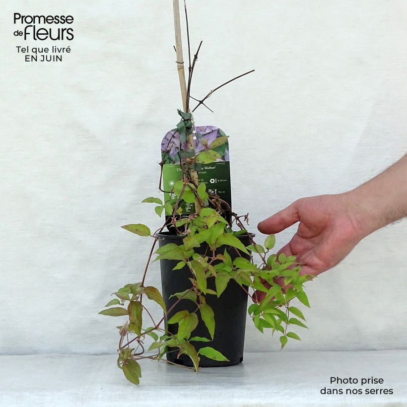 Clematis Dorothy Walton 1.5L/2L pot sample as delivered in summer