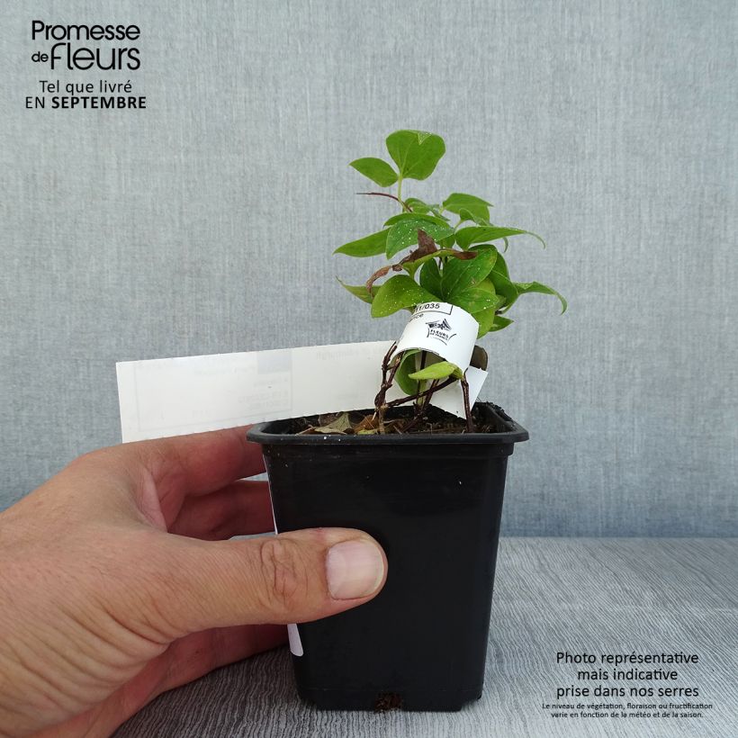 Clematis patens Duchess of Edinburgh 8/9 cm pot sample as delivered in summer
