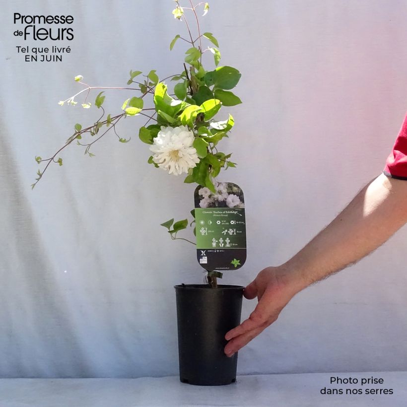 Clematis patens Duchess of Edinburgh 2L/3L pot sample as delivered in summer
