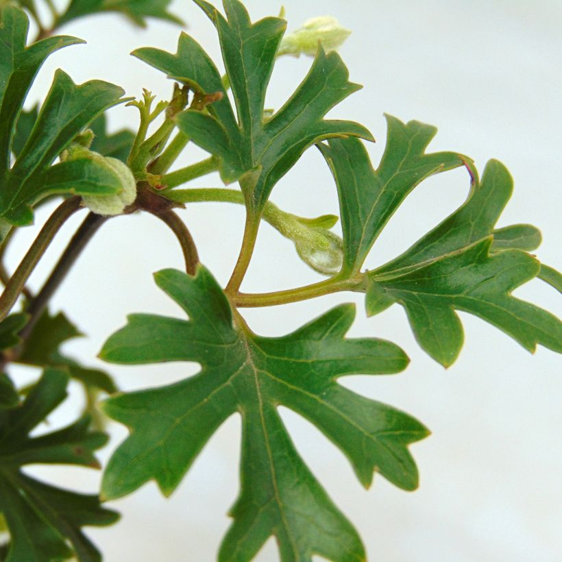 Clematis x cartmanii Early Sensation (Foliage)