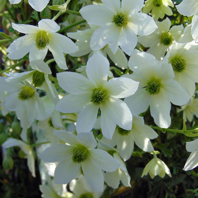 Clematis x cartmanii Early Sensation (Flowering)