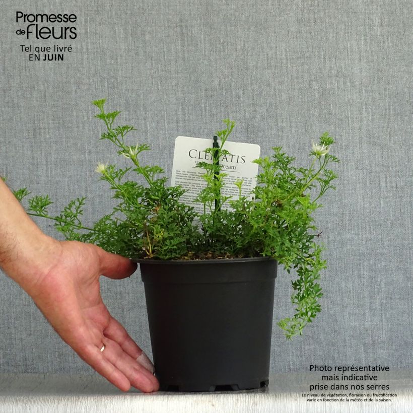 Clematis x indivisa Emerald Dream® 1L/1.5L pot sample as delivered in summer