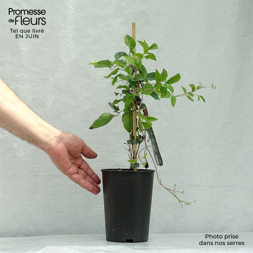 Clematis viticella Ernest Marckham 2L/3L pot sample as delivered in summer