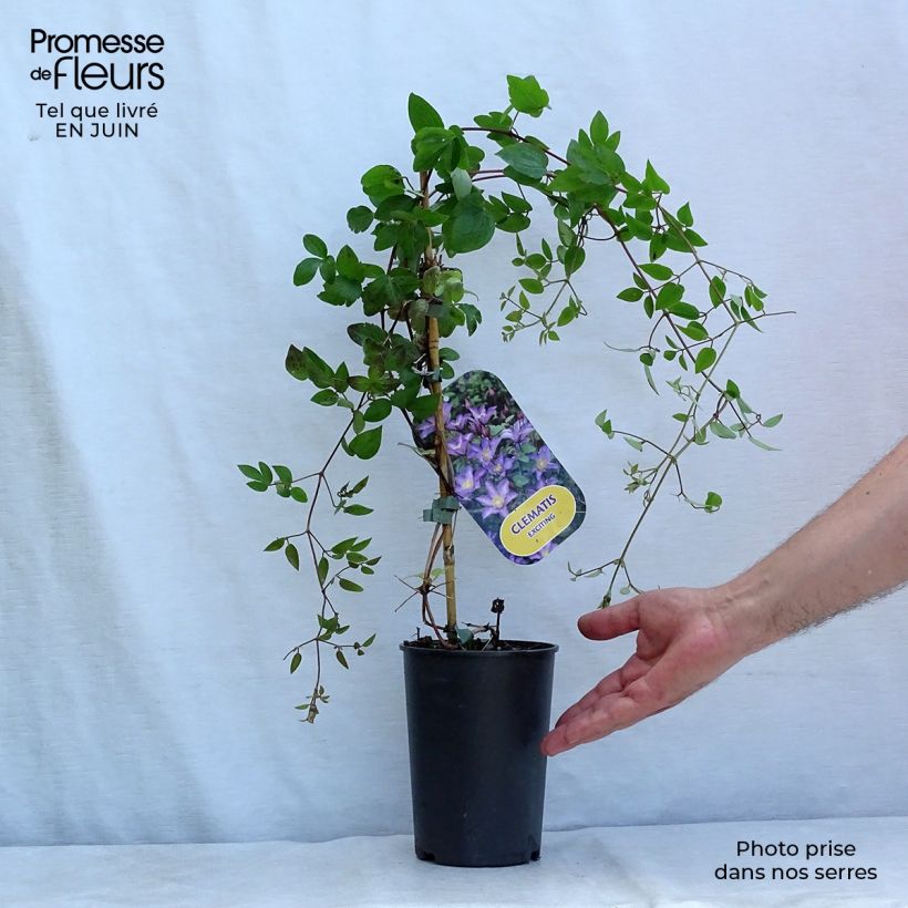 Clematis patens Exciting 2L/3L pot sample as delivered in summer