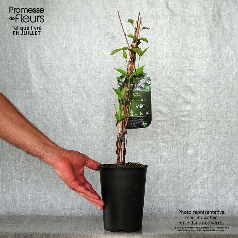 Clematis diversifolia Fascination 2L/3L pot sample as delivered in summer