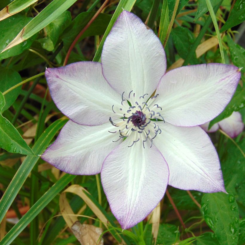 Clematis florida Fond Memories (Flowering)