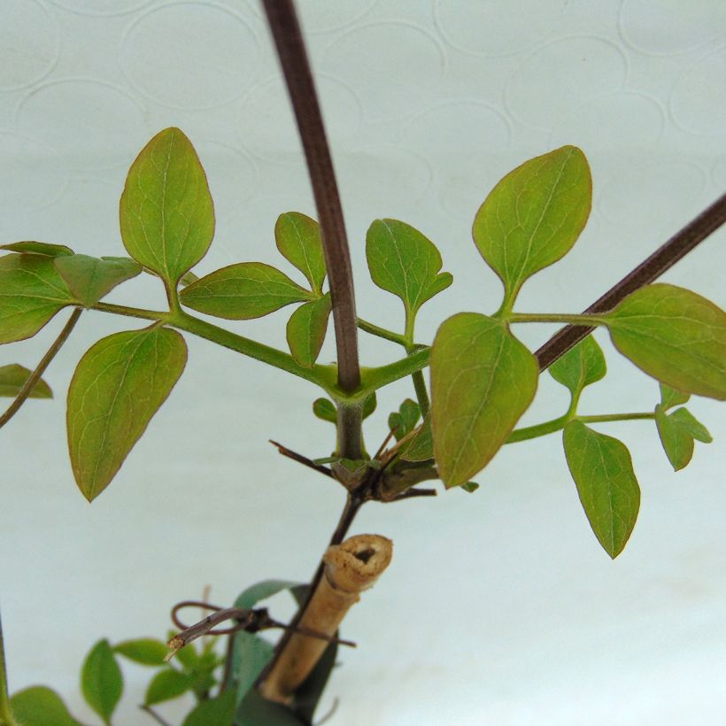 Clematis jackmanii Forever Friends   (Foliage)