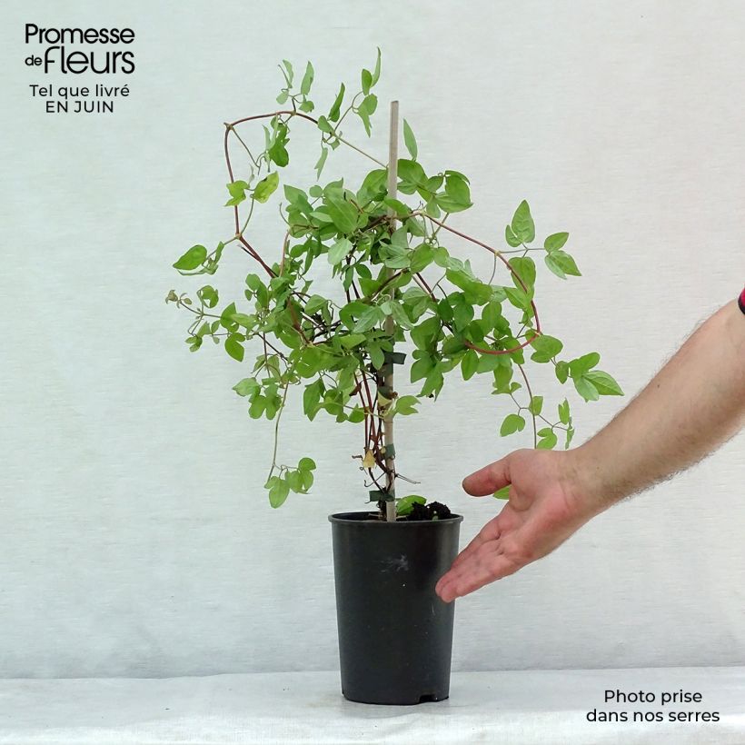 Clematis jackmanii Forever Friends   2L/3L pot sample as delivered in summer