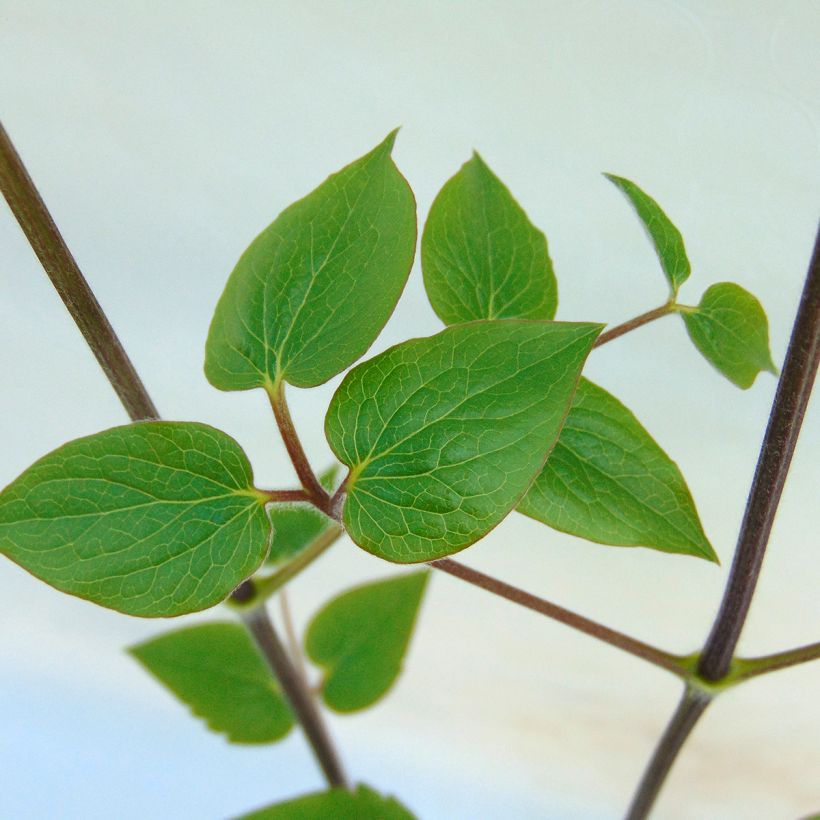 Clematis patens General Sikorski (Foliage)