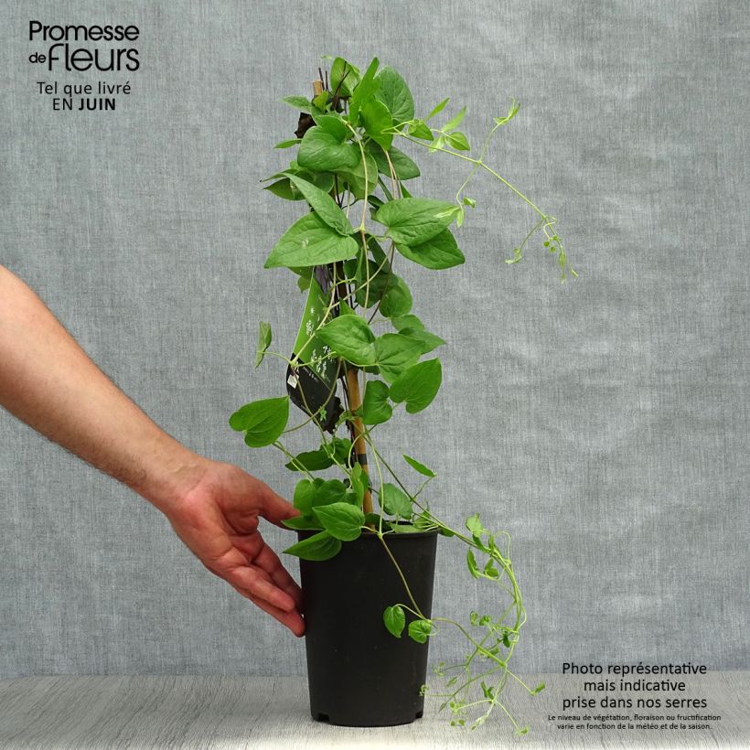 Clematis patens General Sikorski 2L/3L pot sample as delivered in summer