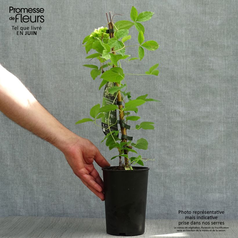 Clematis x patens Green Passion 2L/3L pot sample as delivered in summer